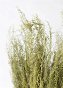 Dried Sweet Annie Flower Bunch | 20 Bunches