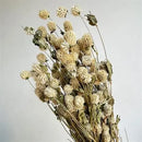 Dried Globe Amaranth | 6 Bunches | White