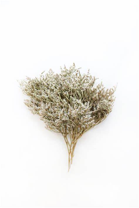 Bulk German Statice | White