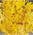 Preserved Yellow Leaves (1 LB dried leaves) | 25 Pound Case | Yellow