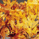 Preserved Browntone Oak Leaves Case | 25 Pounds | Brown and Yellow