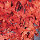 Preserved Persimmon Oak Leaves Case | 25 Pounds | Persimmon
