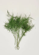 A bunch of preserved green plumose foliage.