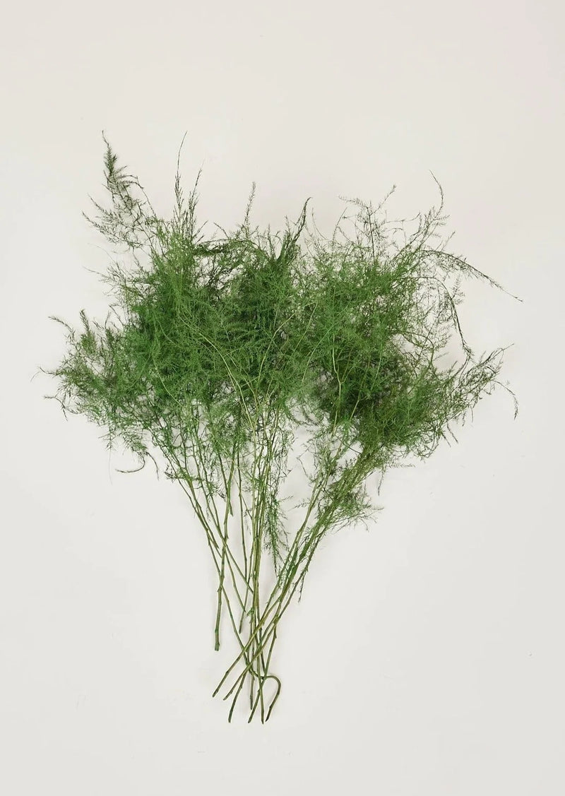 Evergreen Plumoses