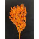 Bulk dried natural ruscus bunches in vibrant orange color against black background.