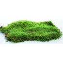 Dried Sheet Moss - Preserved Bulk Box | 6 Lbs | Natural Green