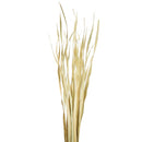 A bunch of beige rush grass with a natural texture and varying heights.