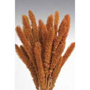 Bulk dried Seteria grass bunch in natural burnt oak color with fluffy seed heads.
