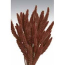 Dried Setaria grass bunch in burnt oak color with natural texture, wholesale bulk option visible.
