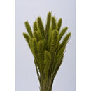 Bundle of dried natural green Seteria grass for wholesale or bulk decor use.