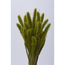 Dried Seteria Grass - Setaria Grass - Colors