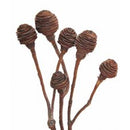 A collection of brown spiral conical dried plants with stems, likely used for decorative purposes.