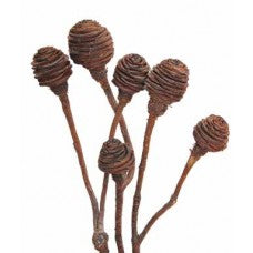 Spiral Cones with Stems 10"-12" | 18 bunches | Natural