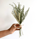 Hand holding small bundle of natural dried green foliage and wheat stalks for bulk wholesale arrangements.