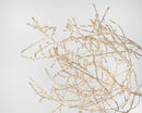 Dried natural baby tumbleweed branches in bulk for wholesale decor use.
