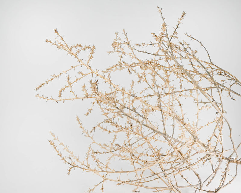Baby Tumbleweeds