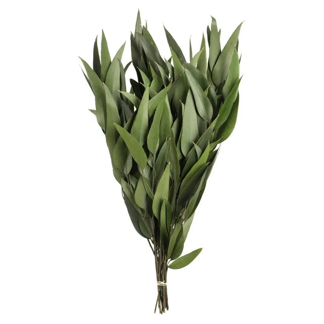 Preserved Willow Eucalyptus Bunch | 25 Bunches | Green