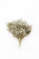 A bundle of dried white German Statice flowers against a white background.
