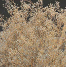 Sparkle Stardust Gypsophila | 12 Bunches | Champagne