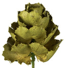 8-inch natural dried Basil Queen flower with layered green leaves, bulk 18 stems wholesale.