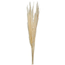 A bundle of bleached dried pampas grass with tall, slender stems and feathery plumes.