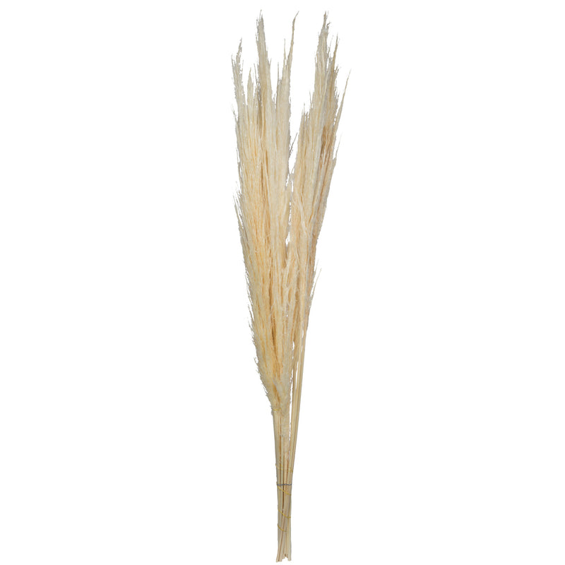 46" Dried Pampas Grass | 30 Stems | Bleached