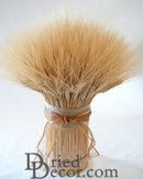 Bulk bundle of natural dried blond wheat tied with rustic twine for wholesale decor.