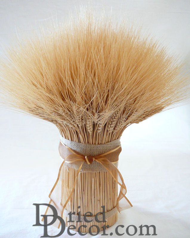 Blond Wheat Cone | 3LB Extra Large Bundle