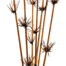 Natural dried bamboo reed stems with starburst tips, ideal for wholesale bulk decor.
