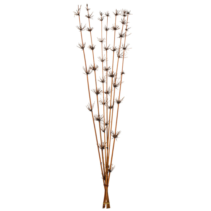 Star Bamboo Reed