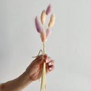 Hand holding a bouquet of dried pink and beige bunny tails against a plain background
