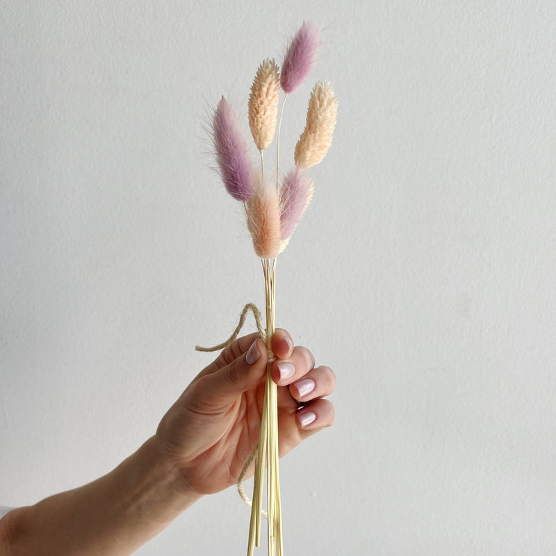 Hand holding a bouquet of dried pink and beige bunny tails against a plain background