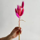 Hand holding a bouquet of pink bunny tails against a plain background
