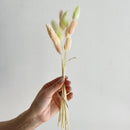 Hand holding a small bundle of natural dried bunny tail grass in soft beige and pale green tones, wholesale bulk supply.