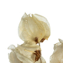 Natural dried Cara blossom spray in bleached white, delicate bulk stems for wholesale arrangements.