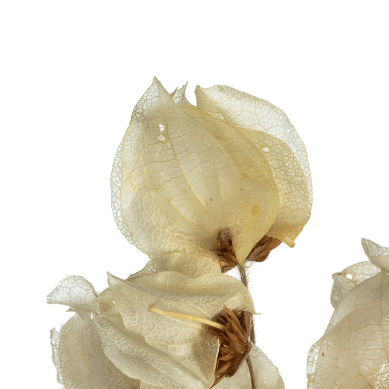20-24" Cara Blossom Spray | 20 Bunches | Natural Bleached