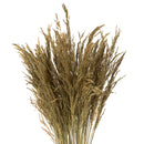 36" dried natural Congo grass bundle with long stems, bulk wholesale 8 oz bunch.