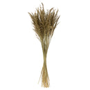 A bundle of natural dried Congo Grass with a beige color tone, consisting of multiple bunches.