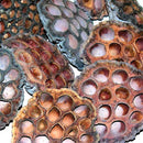 Dried Lotus Pods Heads | 100 Heads