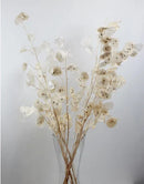 A bunch of dried Lunaria branches, commonly known as honesty, with a delicate white and beige color palette.