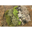Dried Moss Assortment | 6 Bags