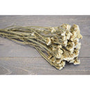 Dried Statice Sinuata Flower Bunch | 20 Bunches | White
