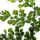 Dried natural green Oasis Fern Adianthum petite variety bunches in bulk wholesale size.