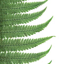 Bulk dried natural green fern leaves in 20 bunches for wholesale floral supplies.