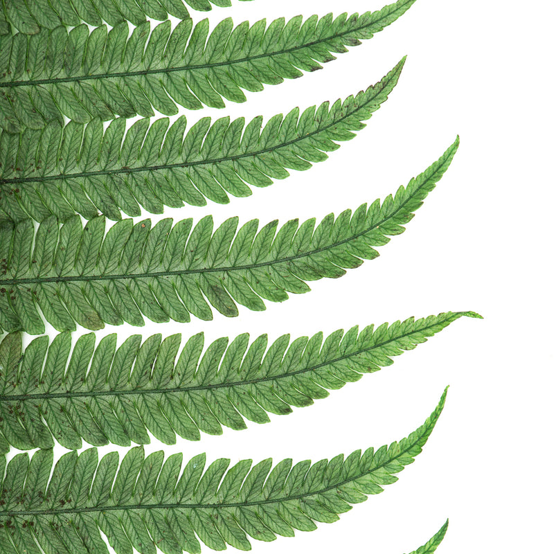 Fern | 20 Bunches | Green