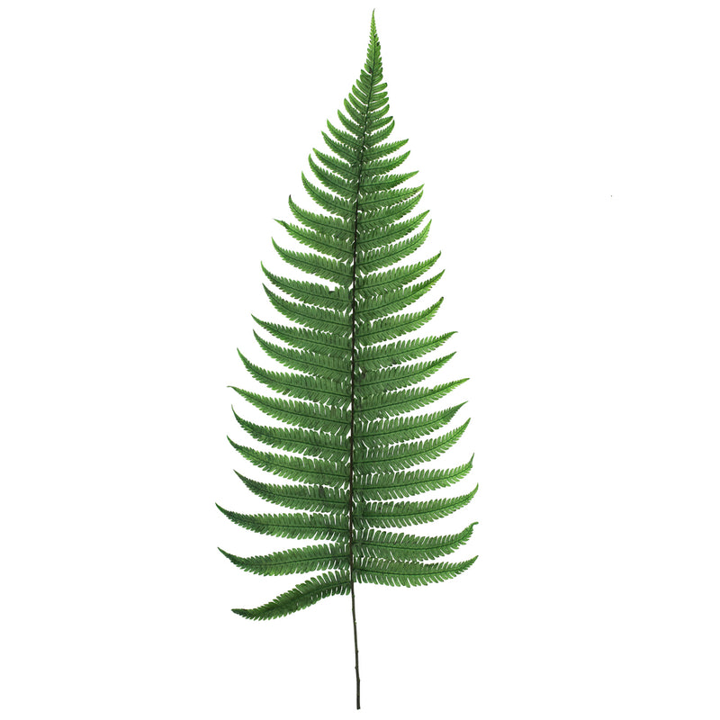 Fern | 20 Bunches | Green