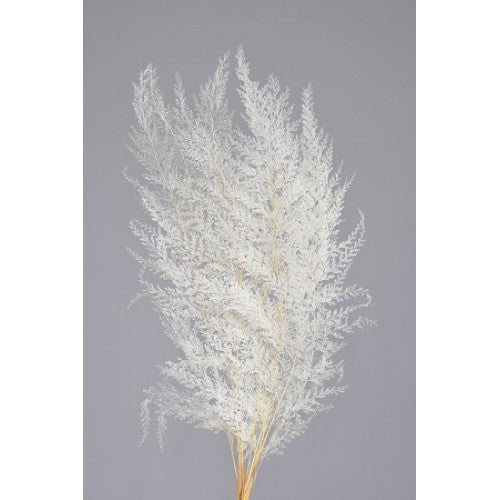 LACE FERN 16" x 6" Bleached