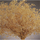 Sparkle Stardust Gypsophila | 12 Bunches | Gold