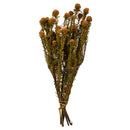 A bundle of dried Tortum flowers with a rich color and textured appearance, tied together.