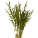 36" bundle of dried natural Congo grass in bulk, green stems and delicate seed heads.
